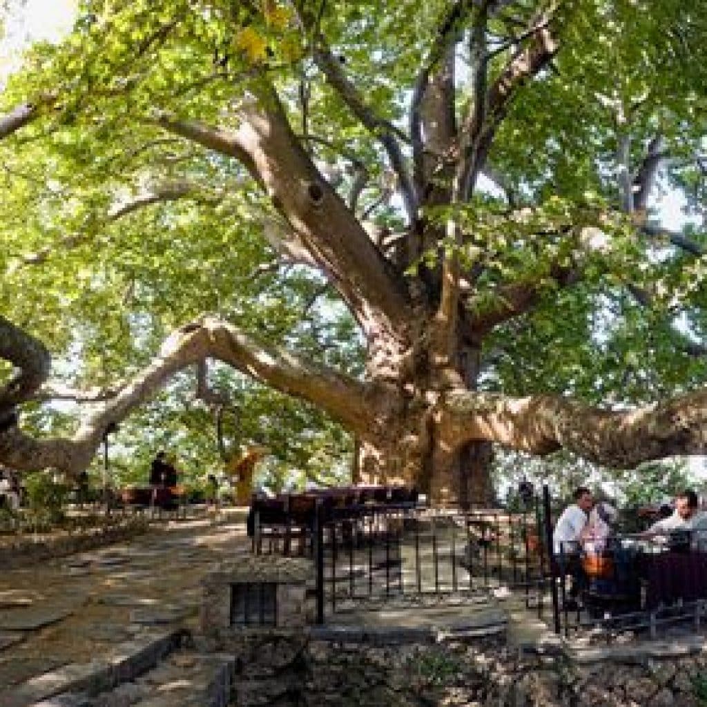 Tarihi Çınar Ağacı