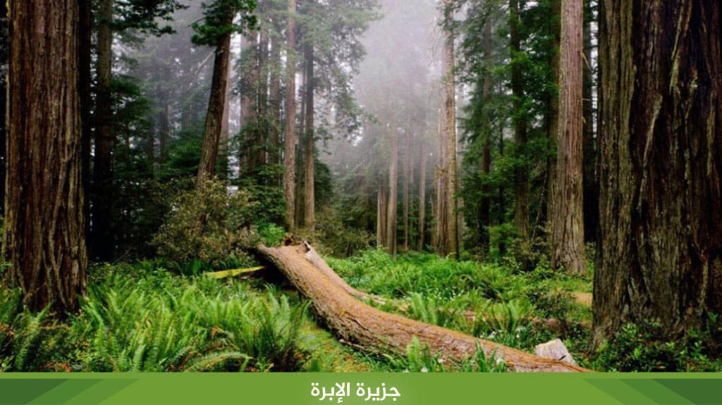 %D8%AC%D8%B2%D9%8A%D8%B1%D8%A9 %D8%A7%D9%84%D8%A5%D8%A8%D8%B1%D8%A9