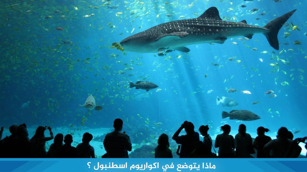 ماذا يتوضع في اكواريوم اسطنبول ؟