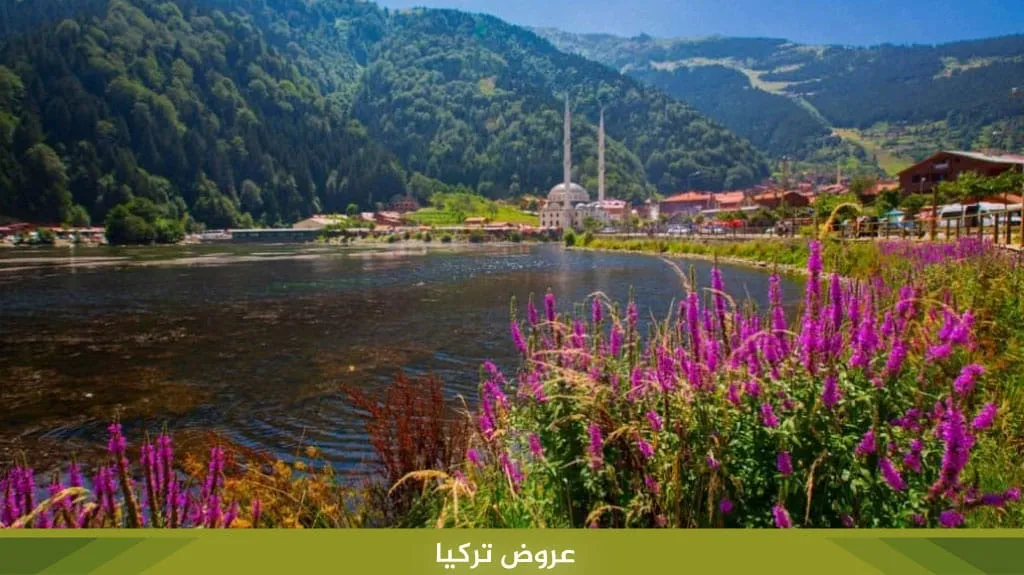 عروض تركيا